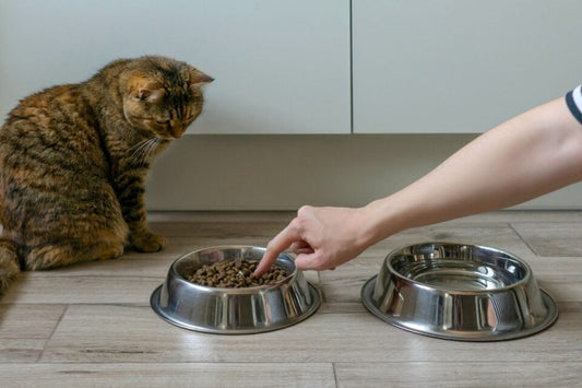 Help! My Pet is a Picky Eater – What Can I Do?