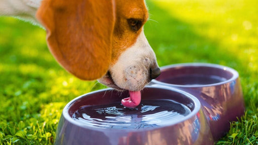 Is My Pet Drinking Enough Water?