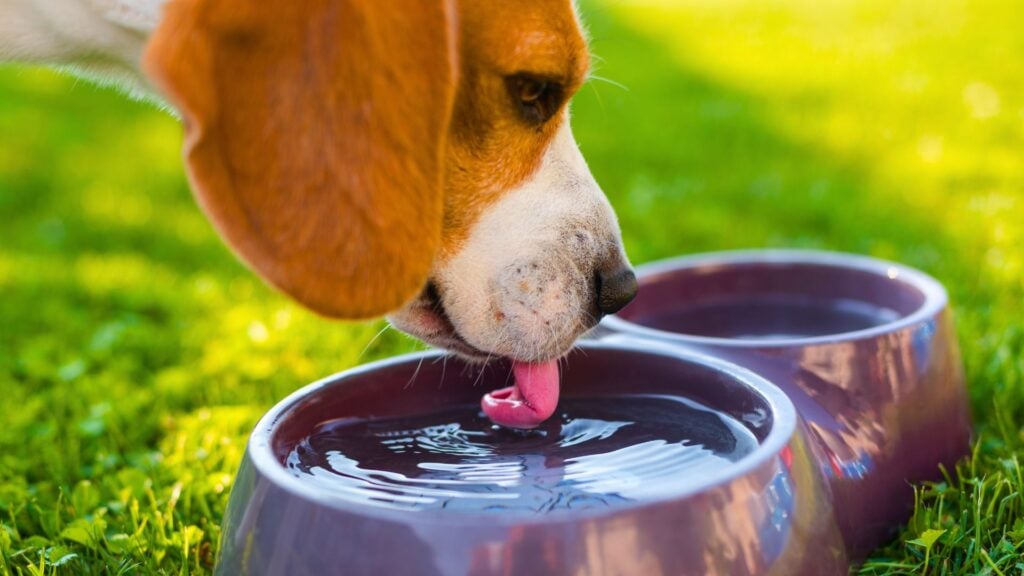 Help! My Dog Ate Sand – What Should I Do?