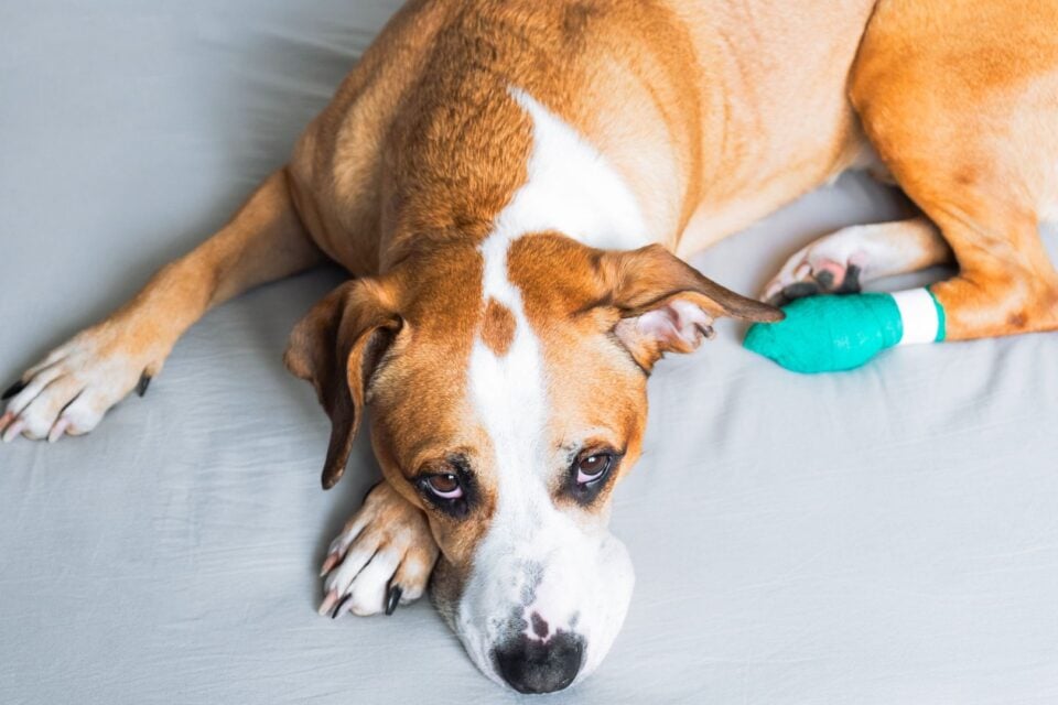 How To Recognize and Manage Pain In Pets