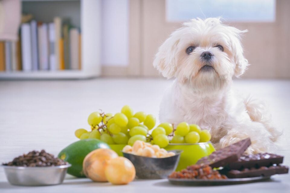 Toxicity in Pets: A Guide to Keeping Your Furry Friends Safe