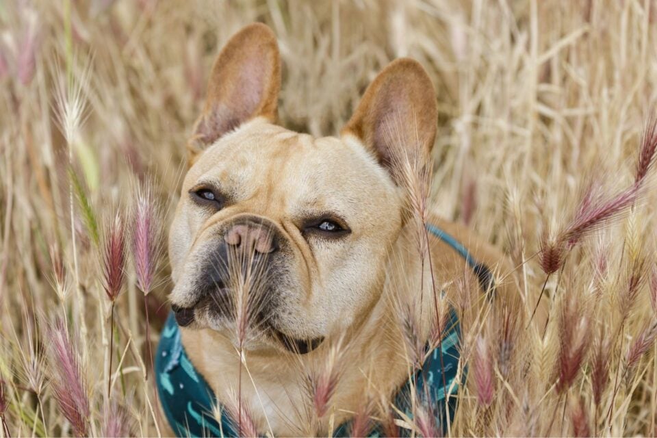 Foxtail Removal in Pets: What You Need to Know
