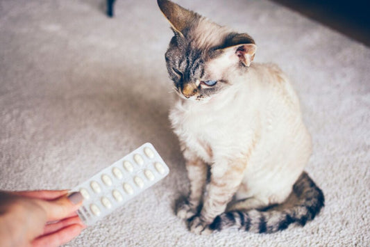 Tips For Medicating Uncooperative Pets