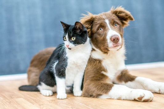 Heartworm in Pets: What You Need to Know
