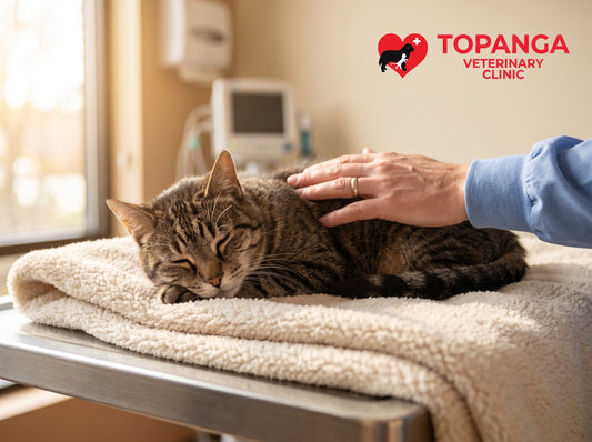 The 'Sahara Desert' Nose: Tracking Kidney Health in Senior Felines