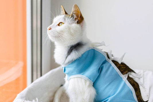 The Importance of Spaying and Neutering in Pets
