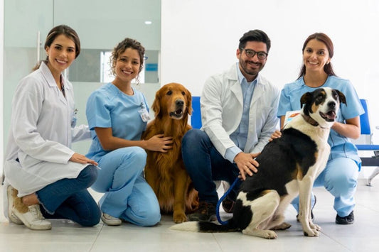 Choosing the Right Veterinarian for Your Pet