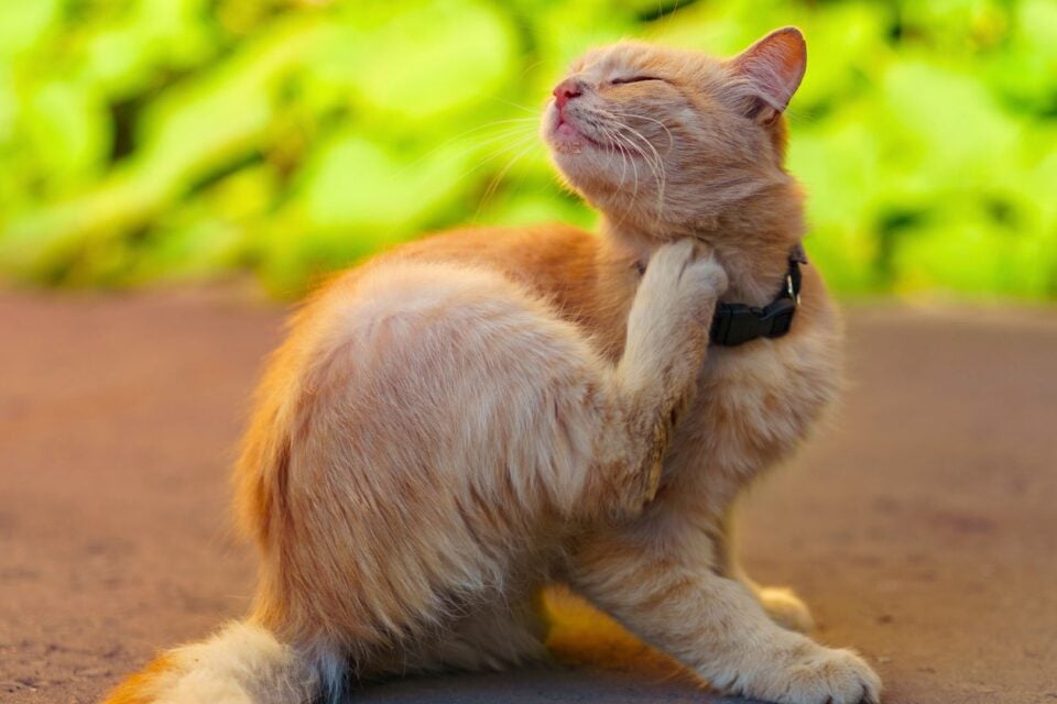 The Itch is Real: Understanding Pet Allergies and Finding the Right Relief!