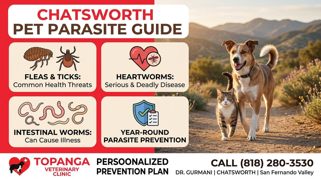Pet Parasites Chatsworth: Complete Guide to Fleas, Ticks, Heartworms & Worms