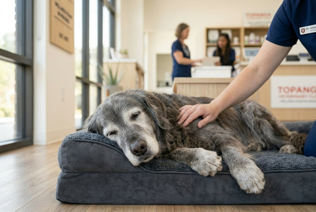 Common Elderly Dog Issues
