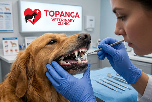 Dental Care for your Pets