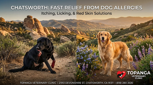 Dog Itching & Skin Allergies Chatsworth: Fast Relief from Topanga Veterinary Clinic