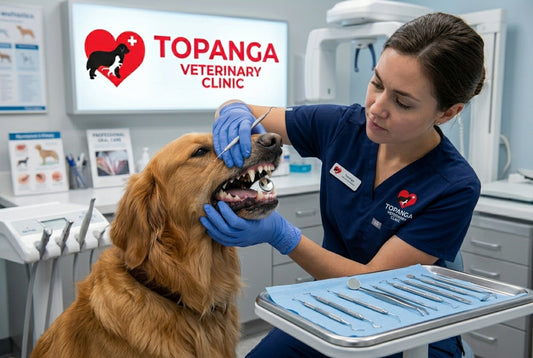 Don’t Neglect Your Pet’s Dental Health