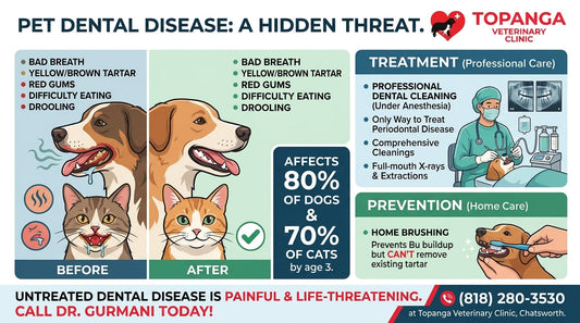 Pet Dental Disease Chatsworth: Periodontal Disease in Dogs and Cats