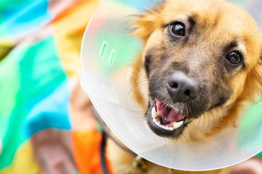 Dental Treatment For Dogs: Protecting Your Furry Friend’s Smile!
