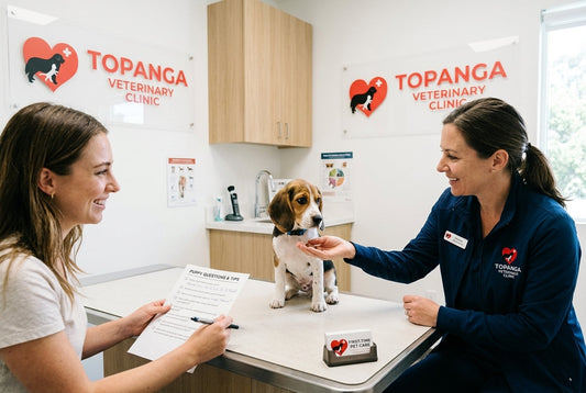 Questions To Ask During Your First Vet Visit