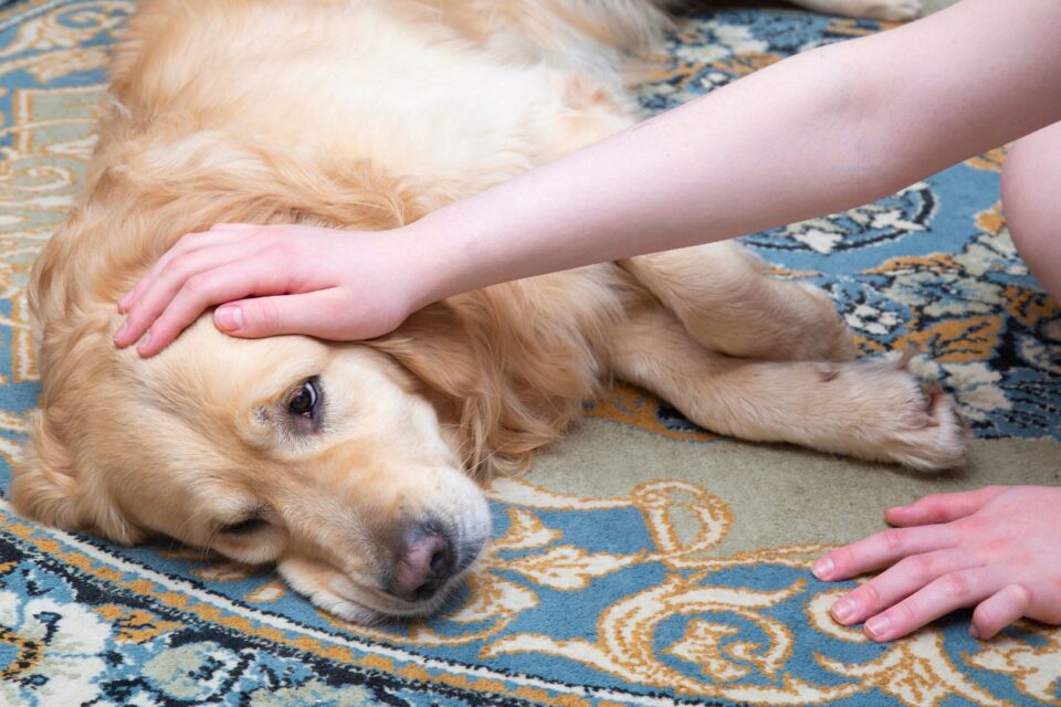 Signs of Poisoning in Pets: Did My Pet Eat Something Bad?