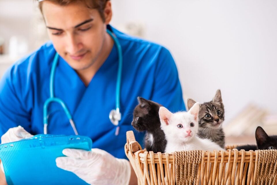 Hire Professional Pet Care Services to Keep Your Pet Healthy and Happy!