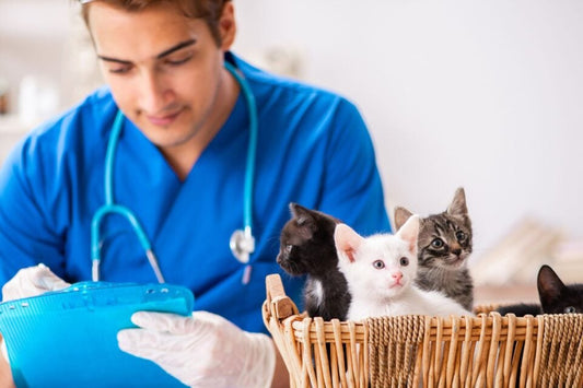 Hire Professional Pet Care Services to Keep Your Pet Healthy and Happy!