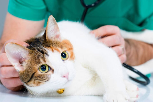 Why Are Pet Wellness Exams Important?