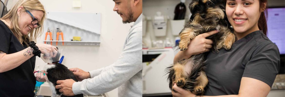 Art and Science of Kennel Training Dogs