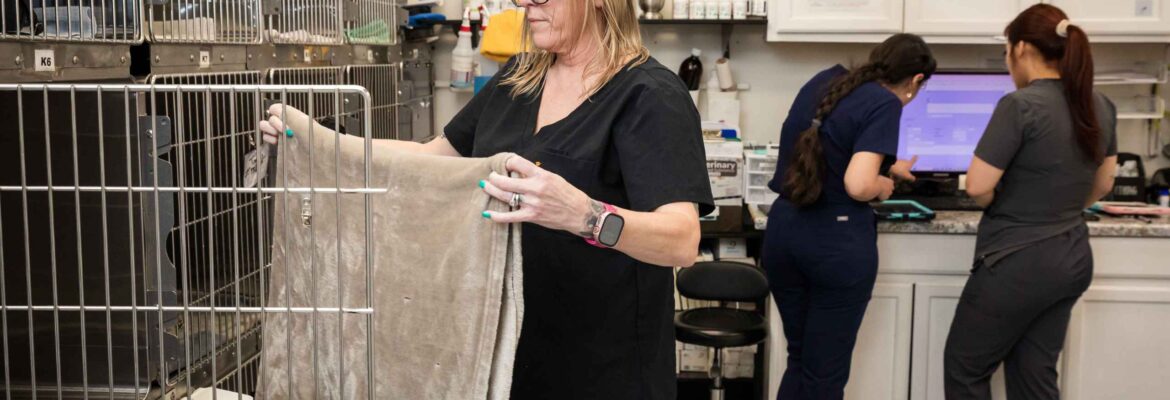 4 At-Home Dental Care Tips Recommended by Vets