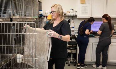 4 At-Home Dental Care Tips Recommended by Vets