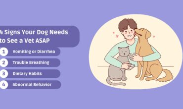 4 Signs Your Dog Needs to See a Vet ASA_11zon