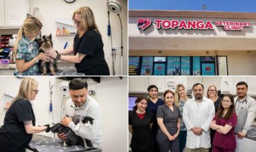 Best Animal Hospital for Your Pet’s Health