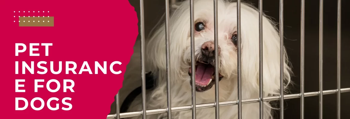 Pet insurance for dogs