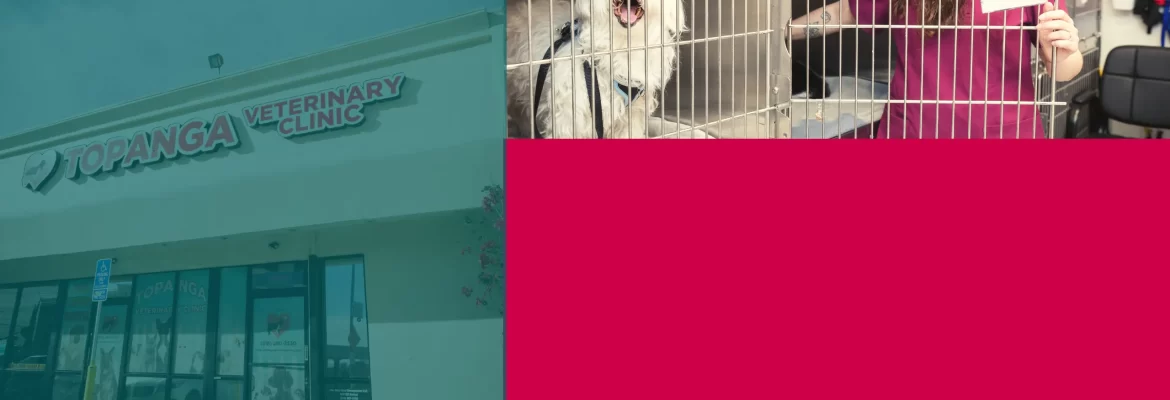 Orthopedic Vet Near Chatsworth