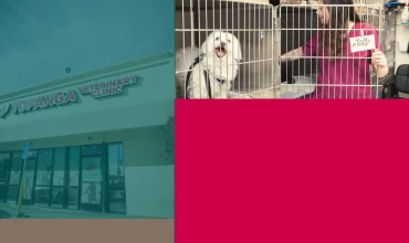 Orthopedic Vet Near Chatsworth