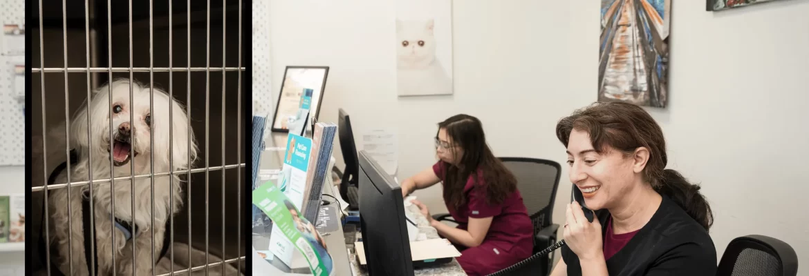 Affordable Vets in Chatsworth, CA