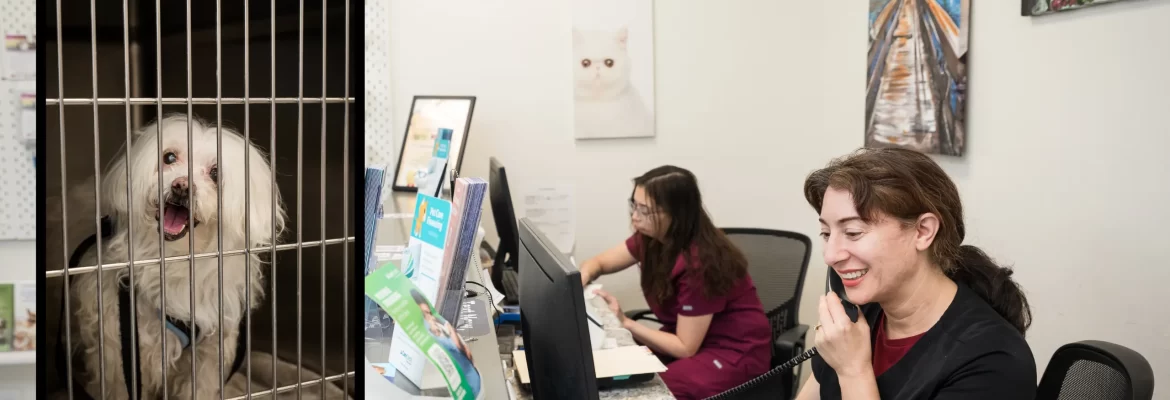 Veterinary Clinics Open On Sunday